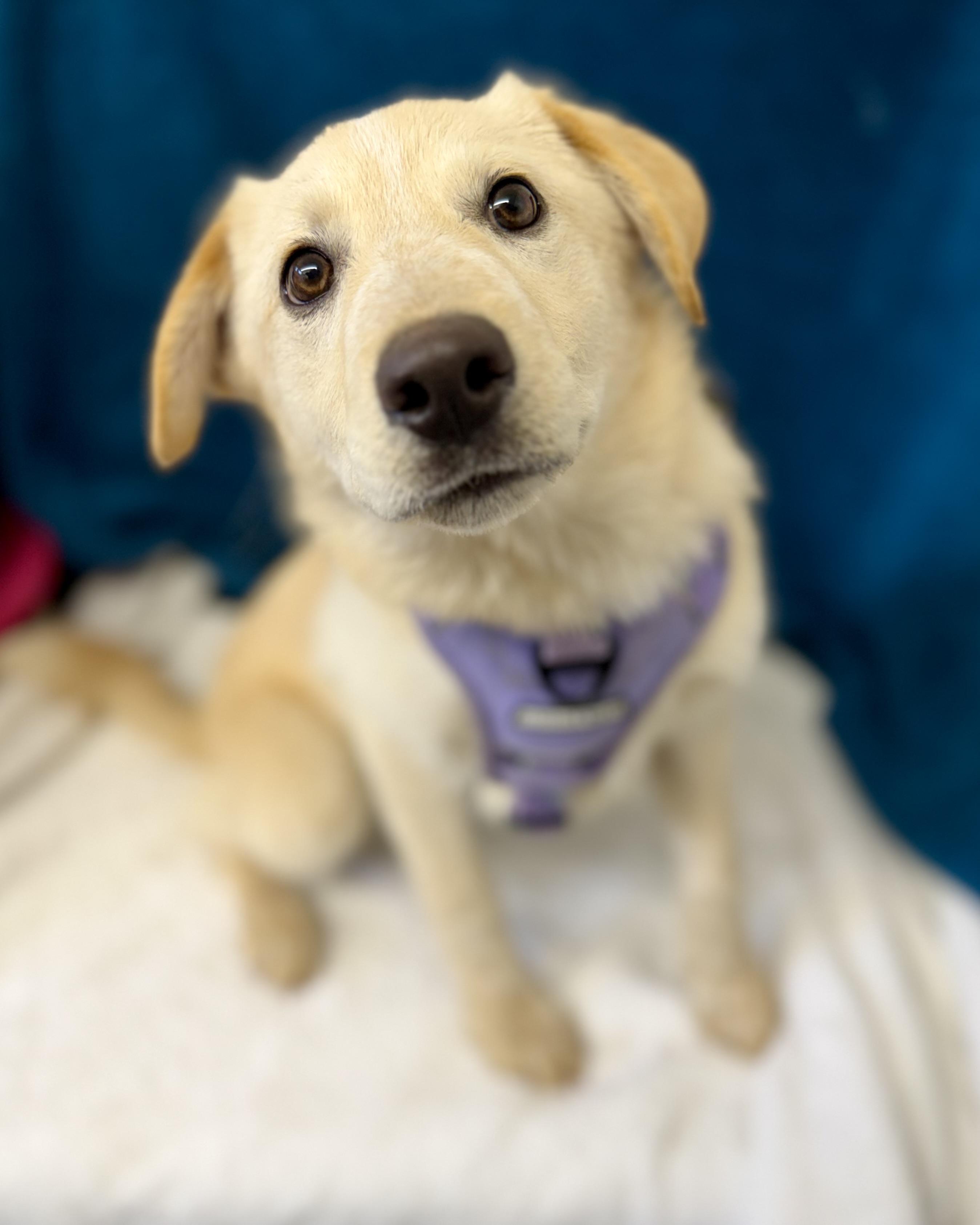 Mira — thumbnail 3