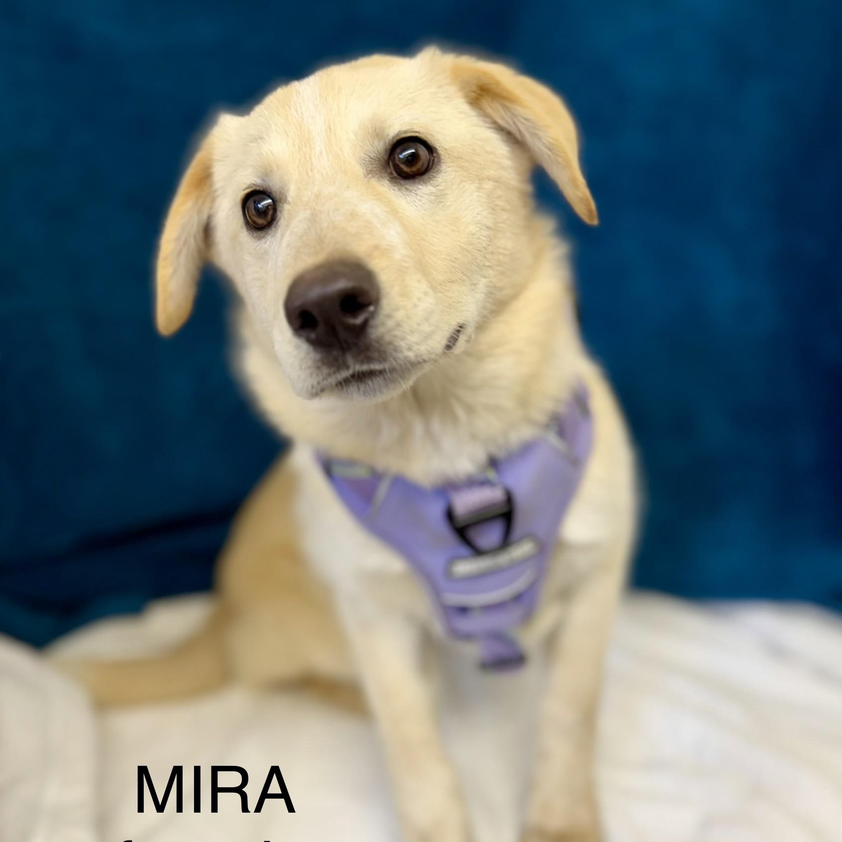Mira, adopted, Puppy Female Australian Cattle Dog / Blue Heeler & Shepherd.
