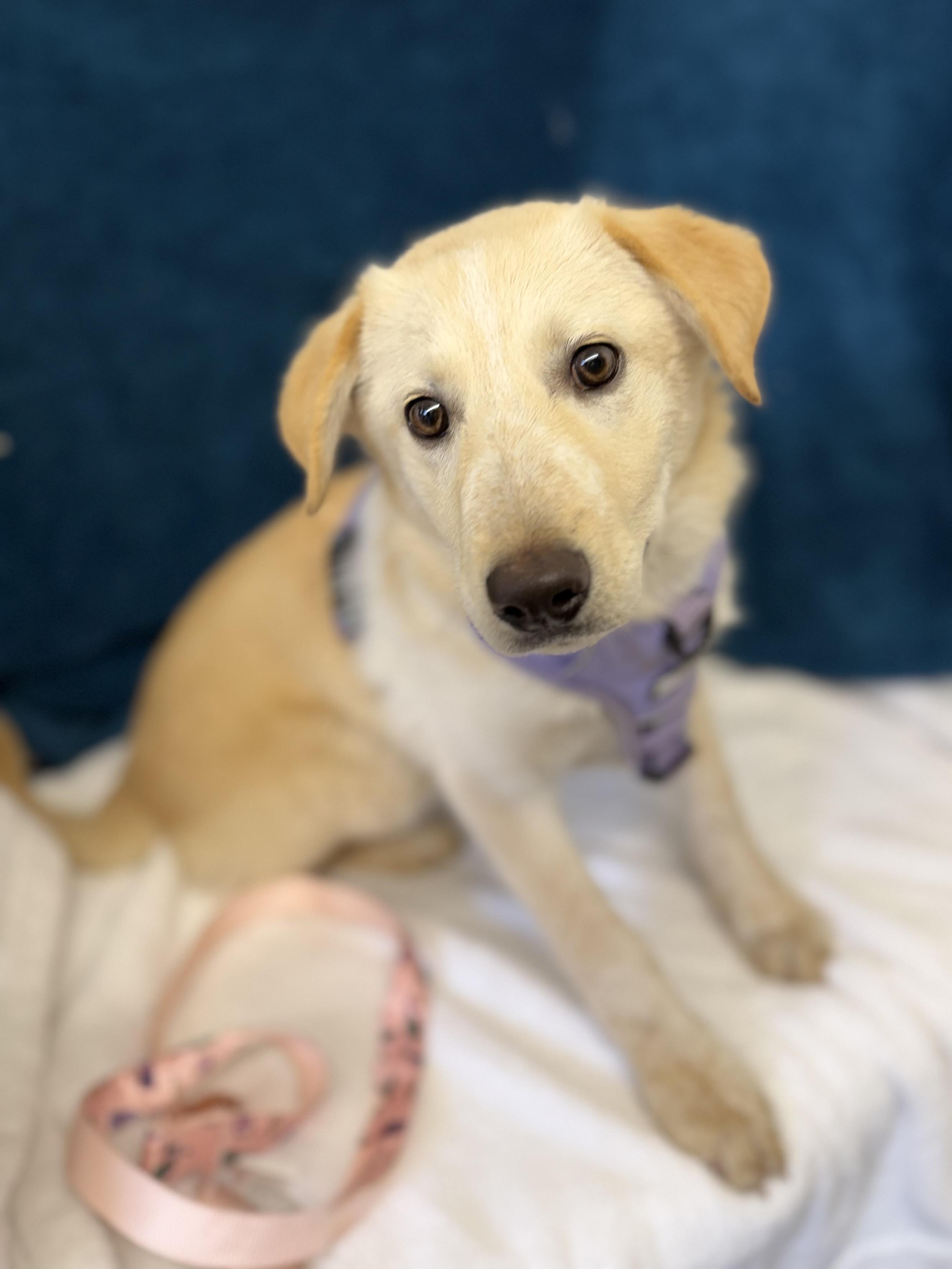 Mira — thumbnail 5