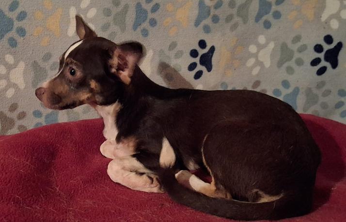 Minnie, Adopted, Young Female Chihuahua.