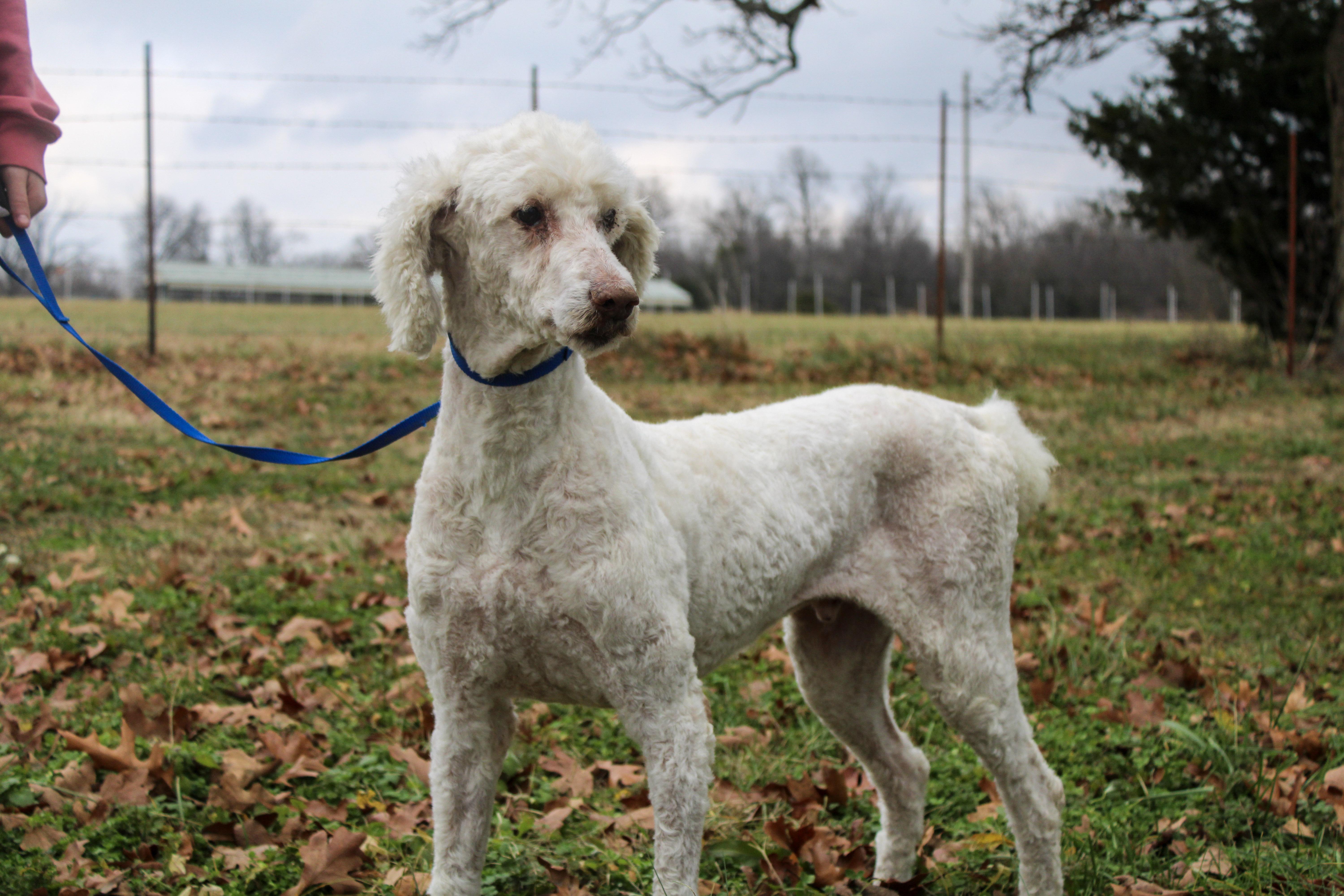 Max, ADOPTABLE, Adult Male Standard Poodle.