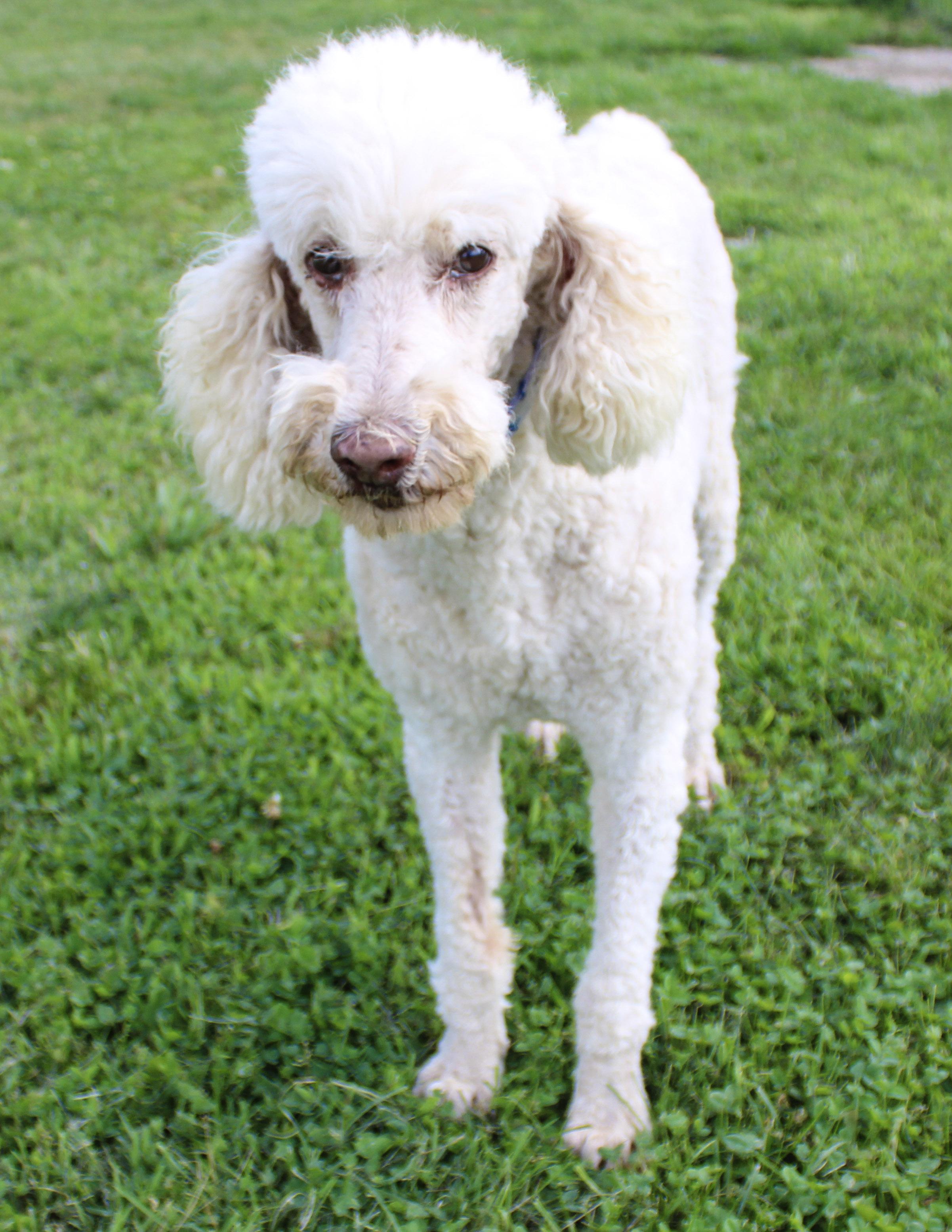 Standard Poodles for Adoption in Gassville, Arkansas | Petfinder