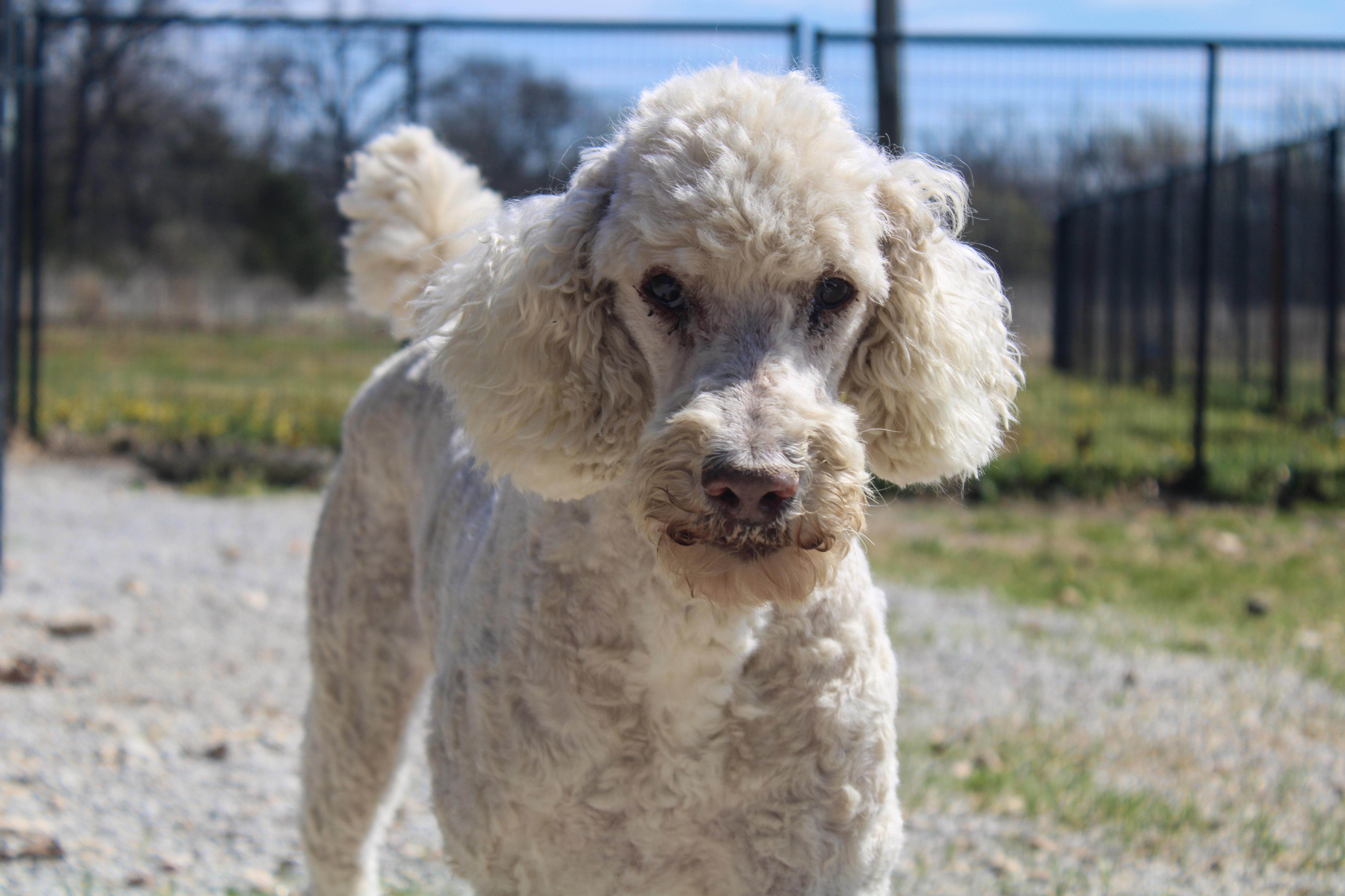 Max, ADOPTABLE, Adult Male Standard Poodle.