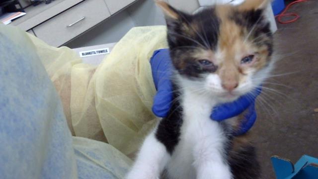 Enlarge MADISON, a Adoptable Domestic Medium Hair in Dallas, TX image 1/1