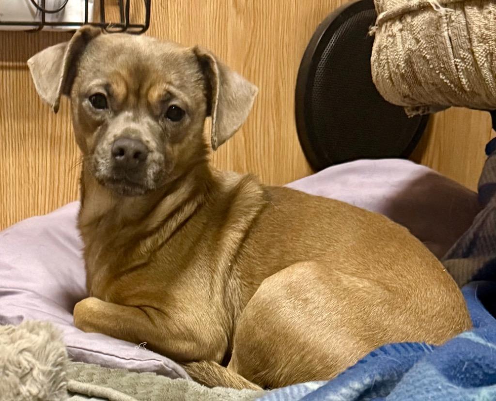 Enlarge Punky, a Adopted mixed breed in Crossville, TN image 1/6