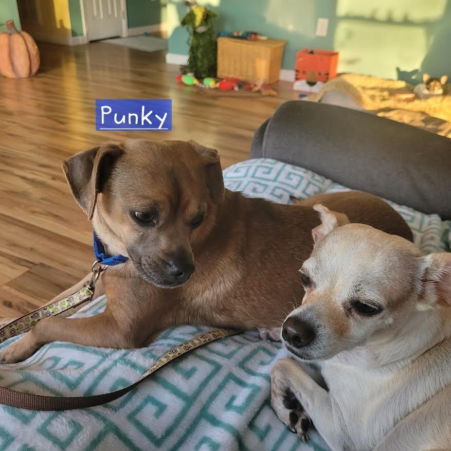 Enlarge Punky, a Adopted mixed breed in Crossville, TN image 2/6