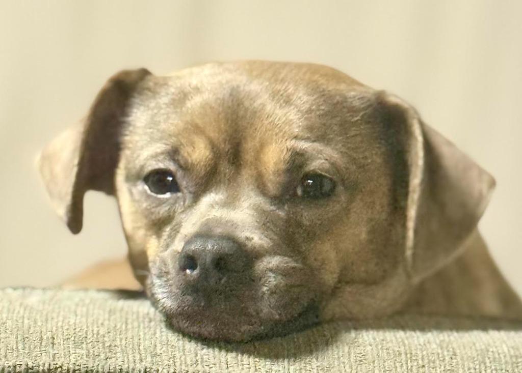 Enlarge Punky, a Adopted mixed breed in Crossville, TN image 4/6