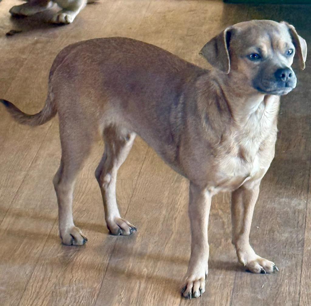 Enlarge Punky, a Adopted mixed breed in Crossville, TN image 6/6