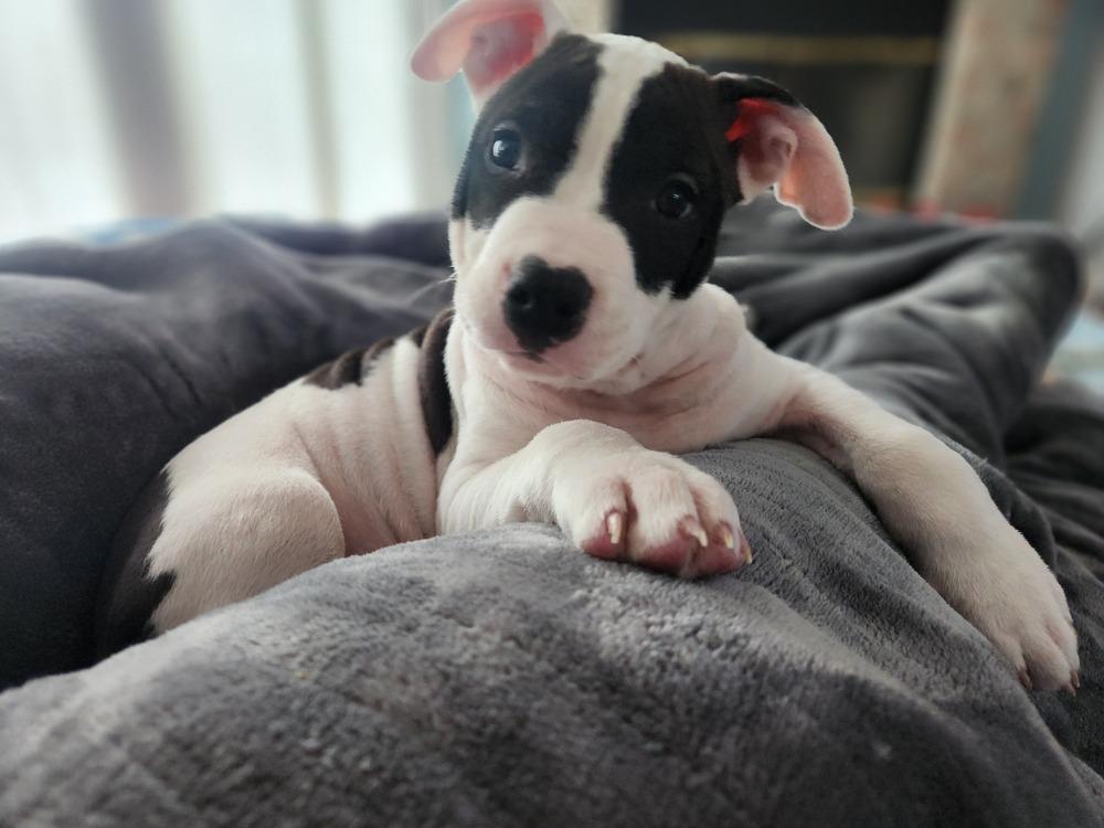 Enlarge Jersey (25-167 D), a Adoptable mixed breed in Lansing, MI image 1/6