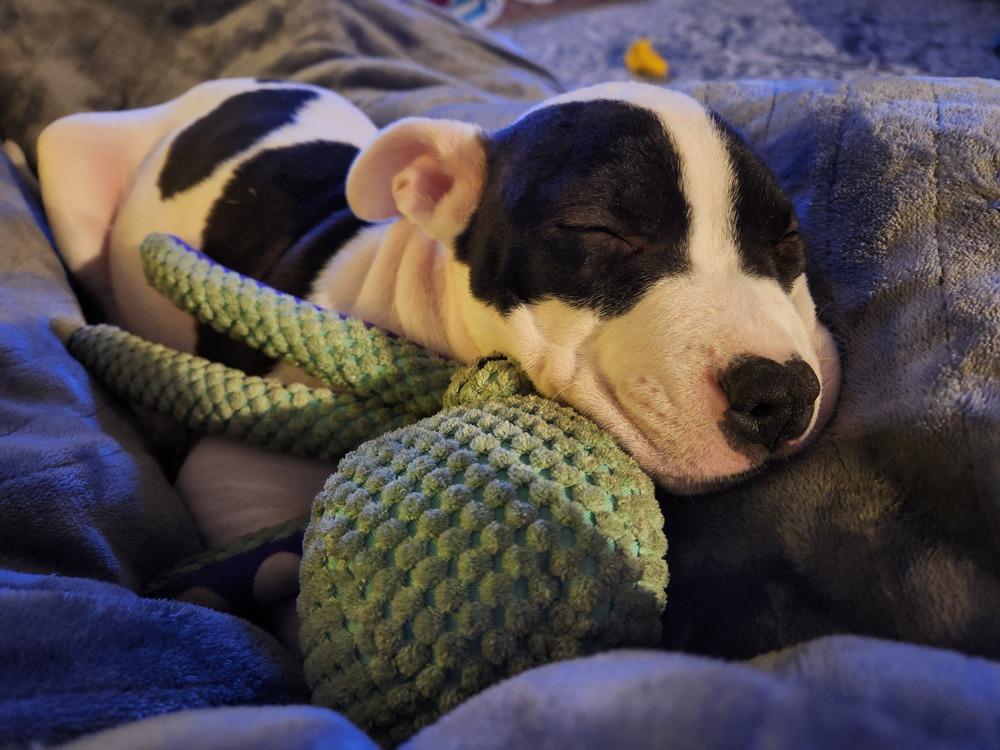 Enlarge Jersey (25-167 D), a Adoptable mixed breed in Lansing, MI image 2/6