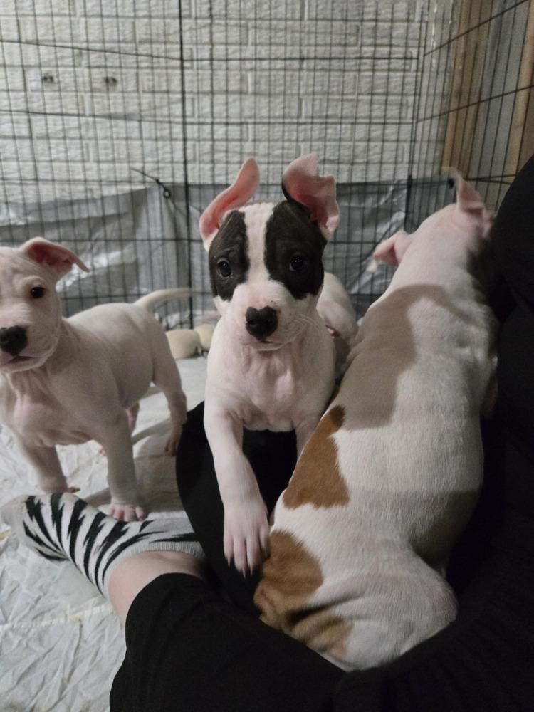 Jersey (25-167 D), a Adoptable mixed breed in Lansing, MI image 1/5