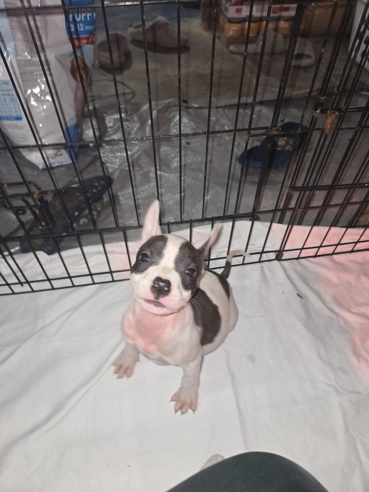 Jersey (25-167 D), a Adoptable mixed breed in Lansing, MI image 2/5