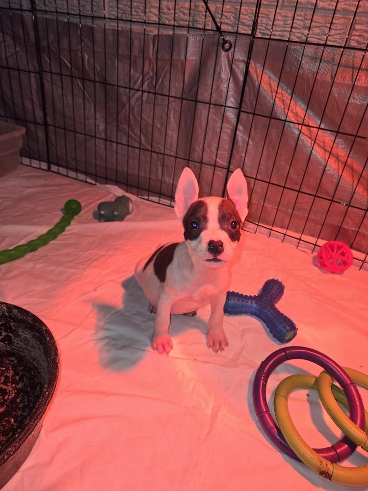 Jersey (25-167 D), a Adoptable mixed breed in Lansing, MI image 4/5