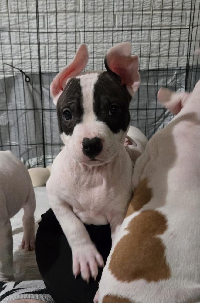 Jersey (25-167 D), a Adoptable mixed breed in Lansing, MI image 5/5