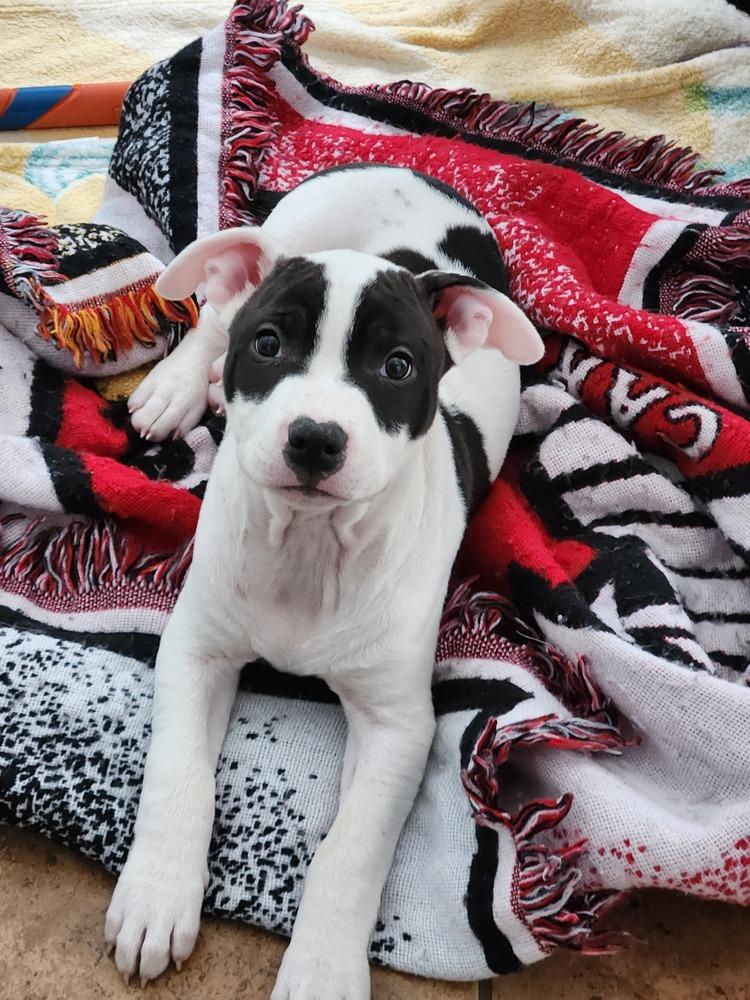 Enlarge Jersey (25-167 D), a Adoptable mixed breed in Lansing, MI image 6/6