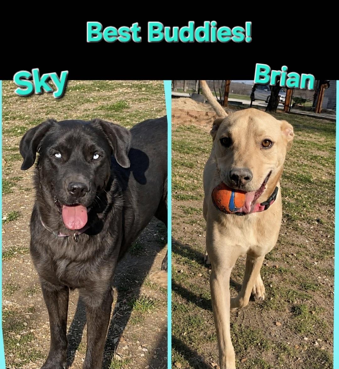 Sky and Brian, a ADOPTABLE mixed breed in Brattleboro , VT image 6/6