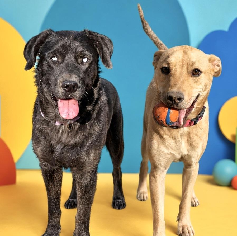 Sky and Brian, ADOPTABLE, Young Male Labrador Retriever & Shepherd.