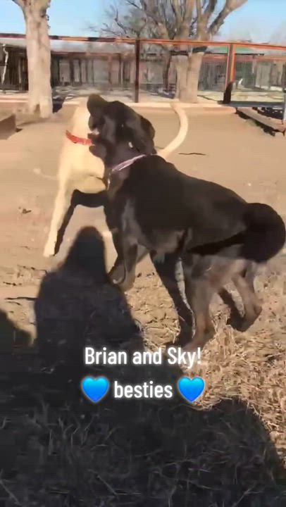 Enlarge Sky and Brian, a ADOPTABLE mixed breed in Brattleboro , VT video 2/6