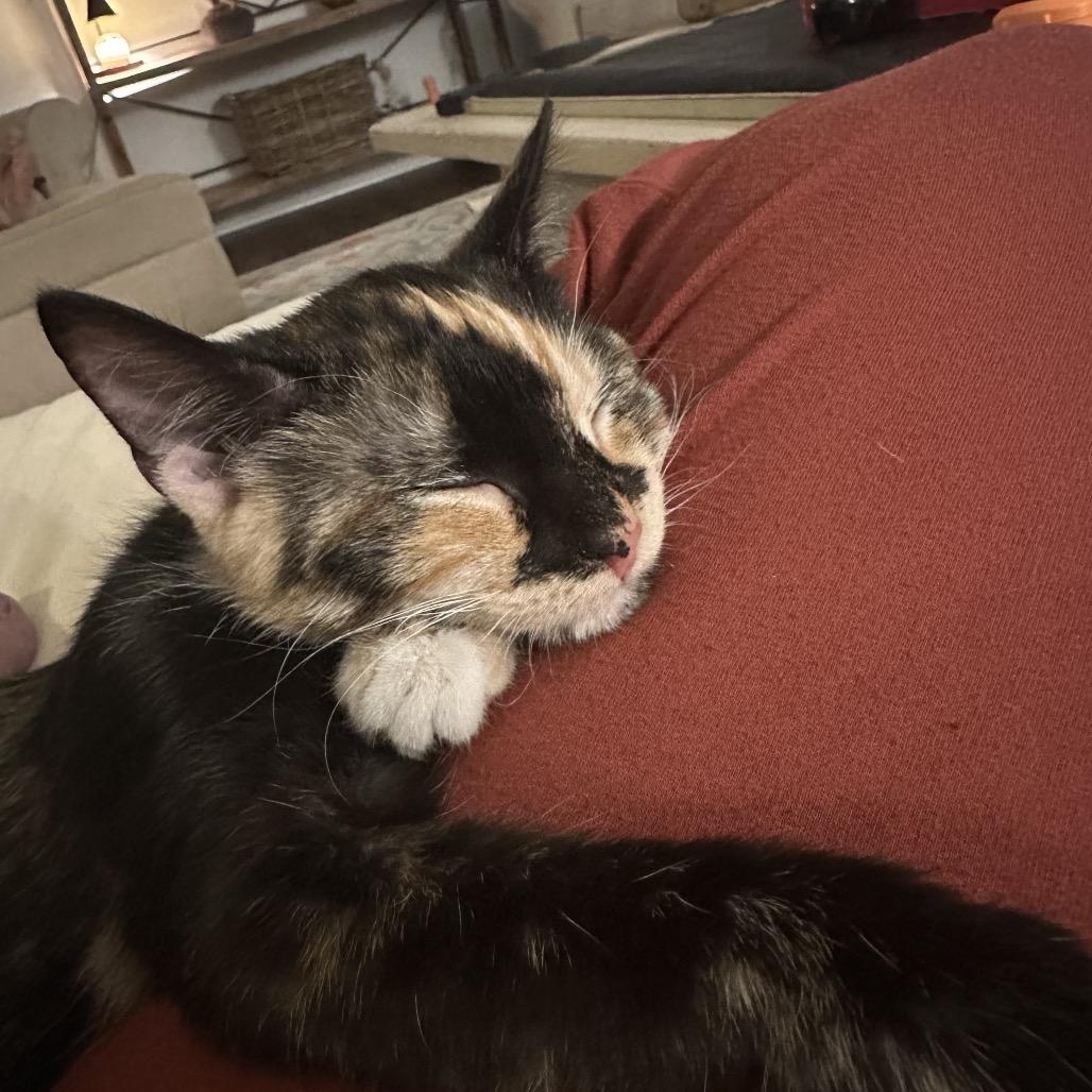 Jessa, Adoptable, Kitten Female Domestic Short Hair.