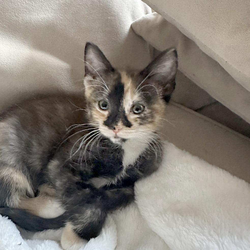 Enlarge Jessa, a Adoptable Domestic Short Hair in Potomac, MD image 2/2