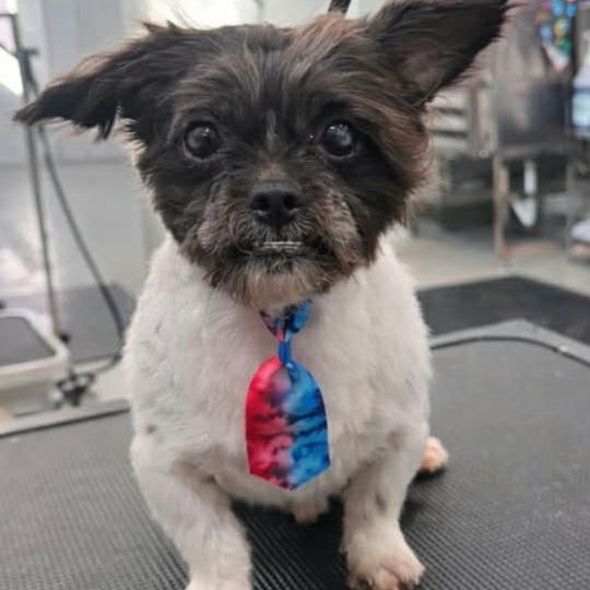 Enlarge Harley , a ADOPTABLE mixed breed in Plainfield, IL image 1/1