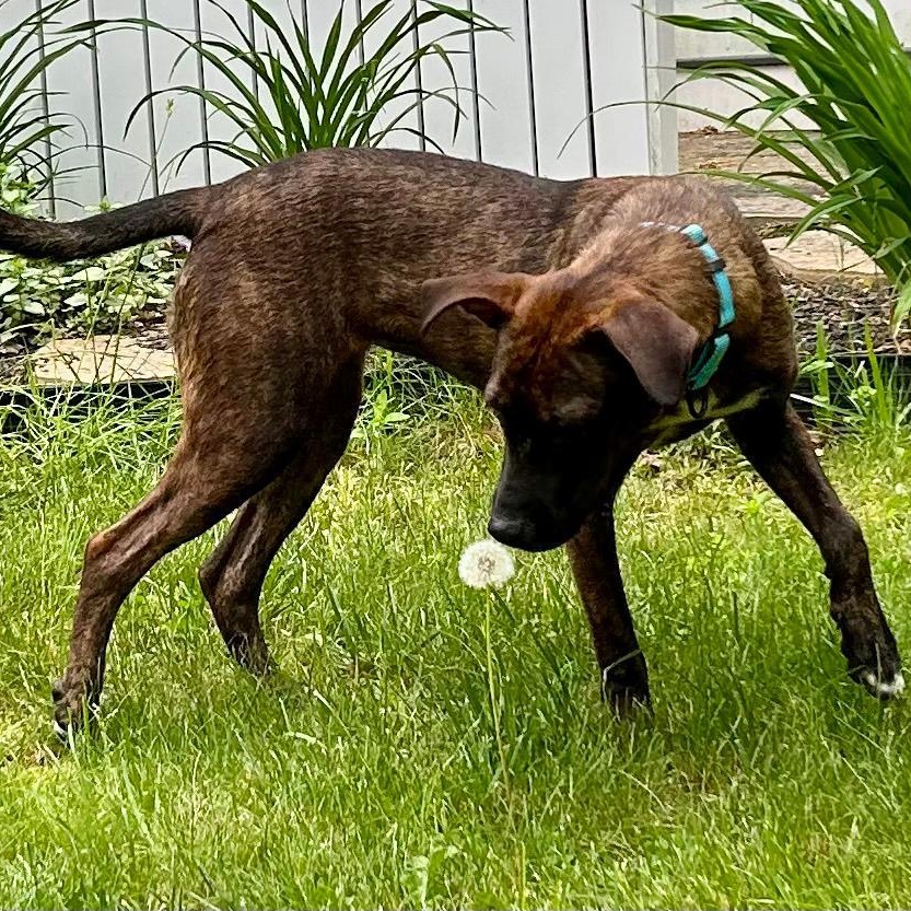 Gracie, a ADOPTABLE Mixed Breed in Weymouth, MA image 3/6