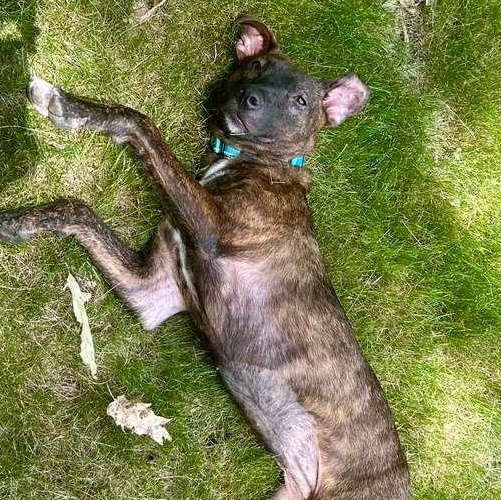 Gracie, a ADOPTABLE Mixed Breed in Weymouth, MA image 4/6