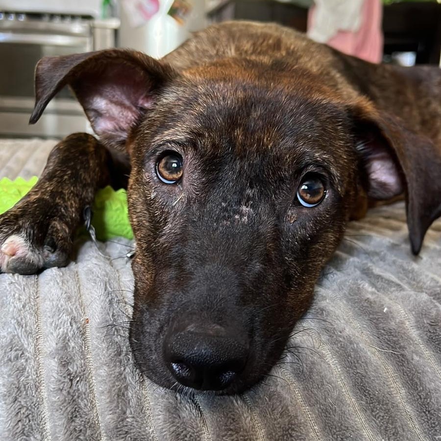 Gracie, ADOPTABLE, Puppy Female Mixed Breed.