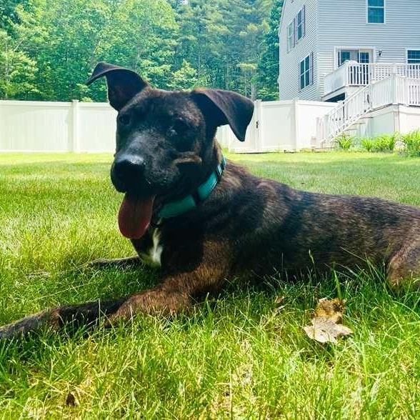 Gracie, a ADOPTABLE Mixed Breed in Weymouth, MA image 6/6