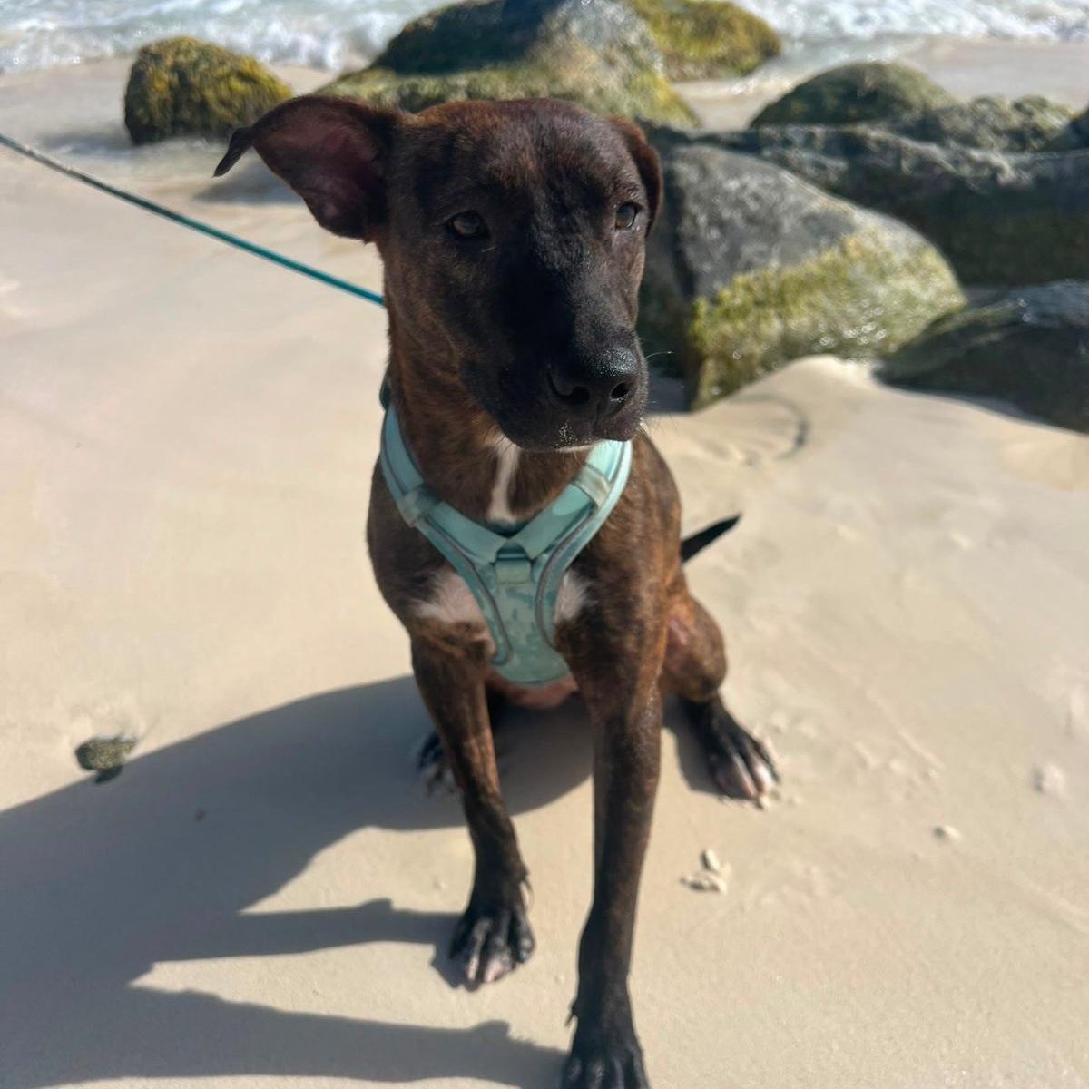Gracie, a ADOPTABLE Mixed Breed in Weymouth, MA image 5/6