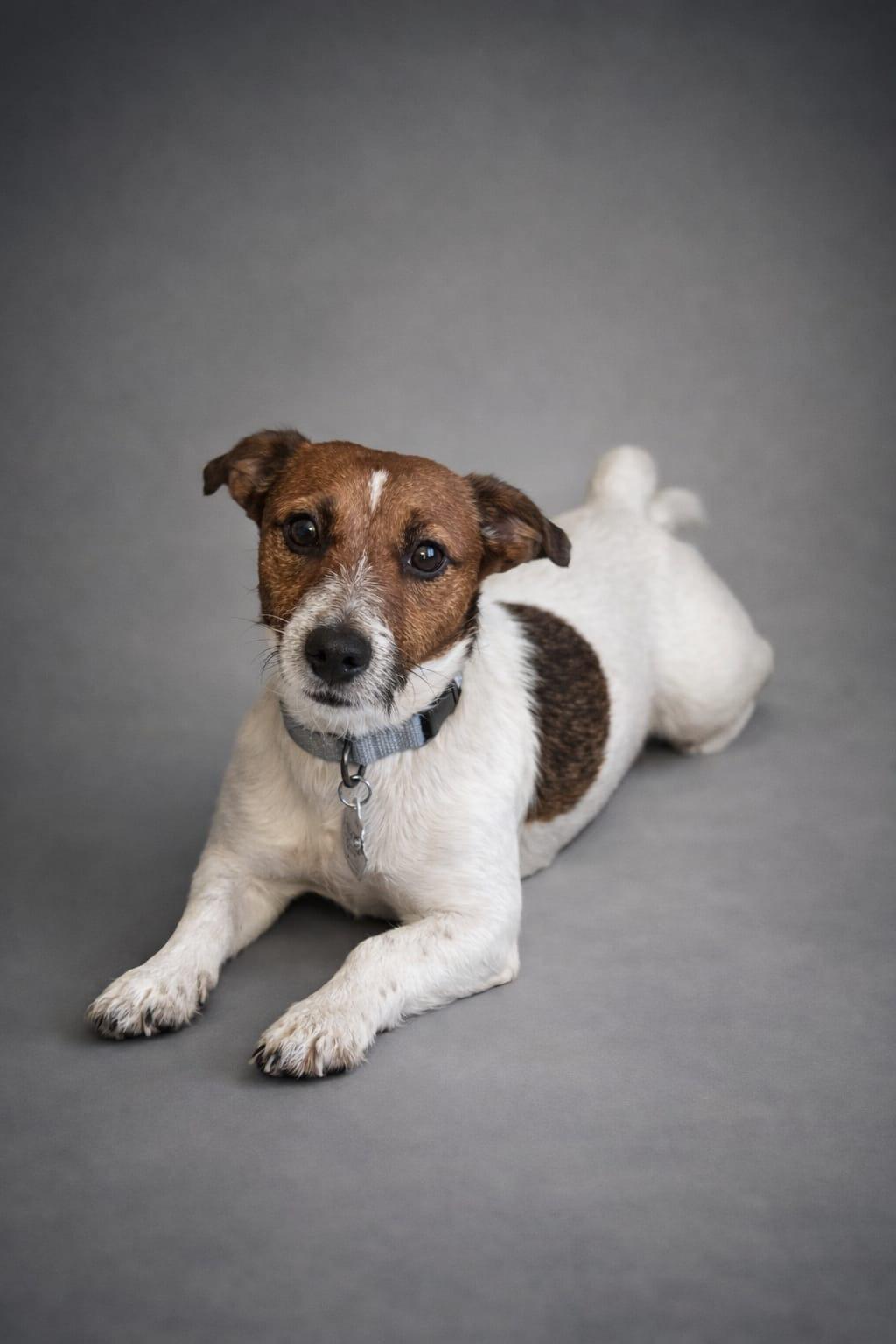 Enlarge Bonny, an adopted mixed breed in Miami, FL image 1/1