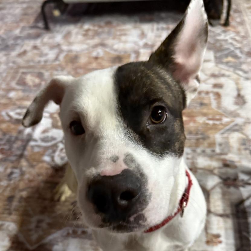 Peter Patch, Adoptable, Adult Male Mixed Breed.