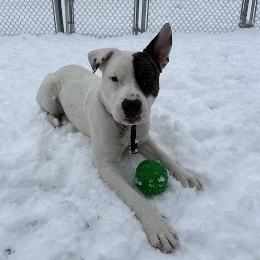 Enlarge Peter Patch, a Adoptable Mixed Breed in Bangall, NY image 1/6
