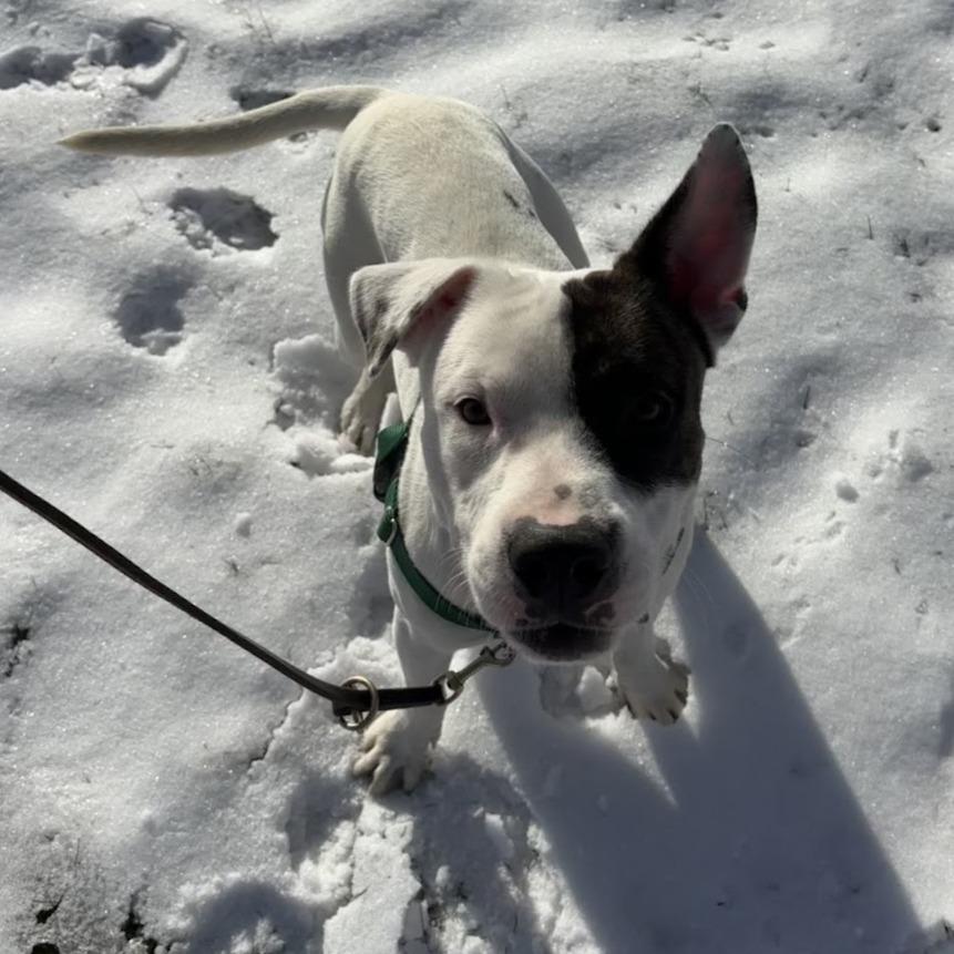 Peter Patch, Adoptable, Adult Male Mixed Breed.