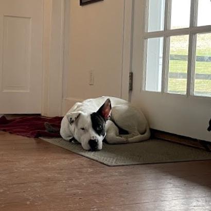 Peter Patch, a Adoptable Mixed Breed in Bangall, NY image 3/4