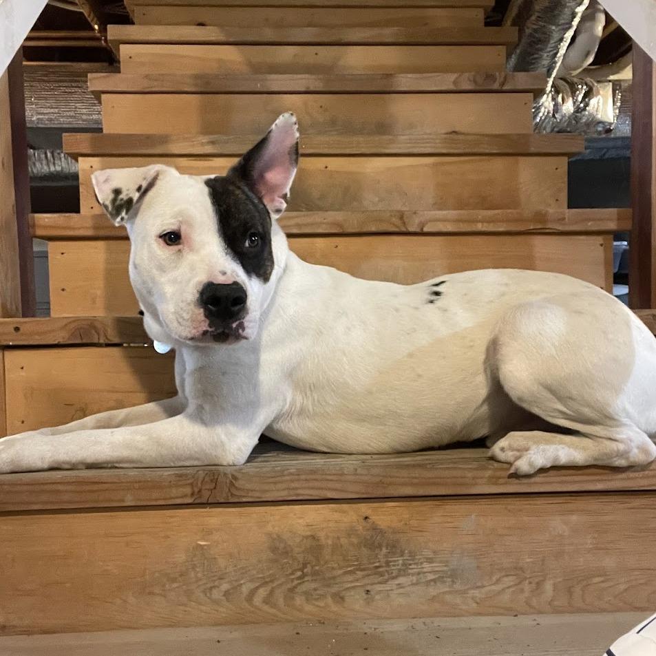 Peter Patch, a Adoptable Mixed Breed in Bangall, NY image 4/4