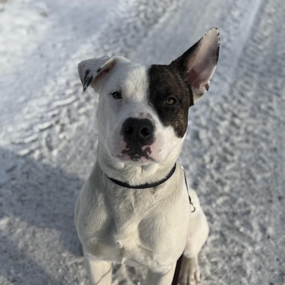 Enlarge Peter Patch, a Adoptable Mixed Breed in Bangall, NY image 6/6