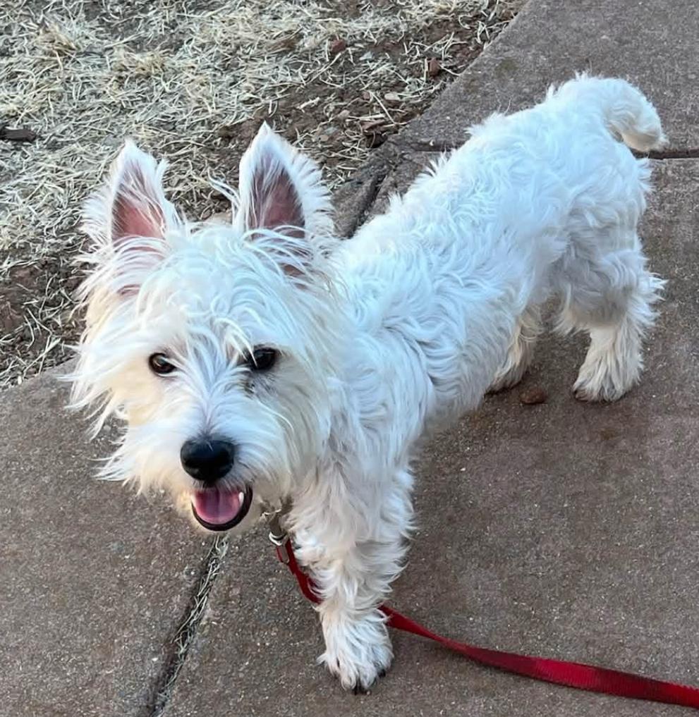 26Krypto, Adoptable, Adult Male West Highland White Terrier / Westie.