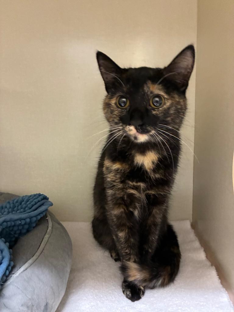 Jessi-cat, Adoptable, Young Female Domestic Short Hair.