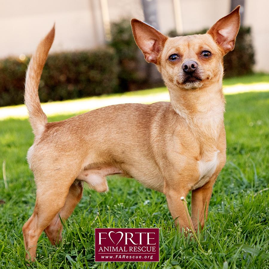 Enlarge Prince, a ADOPTABLE mixed breed in Marina Del Rey, CA image 5/6