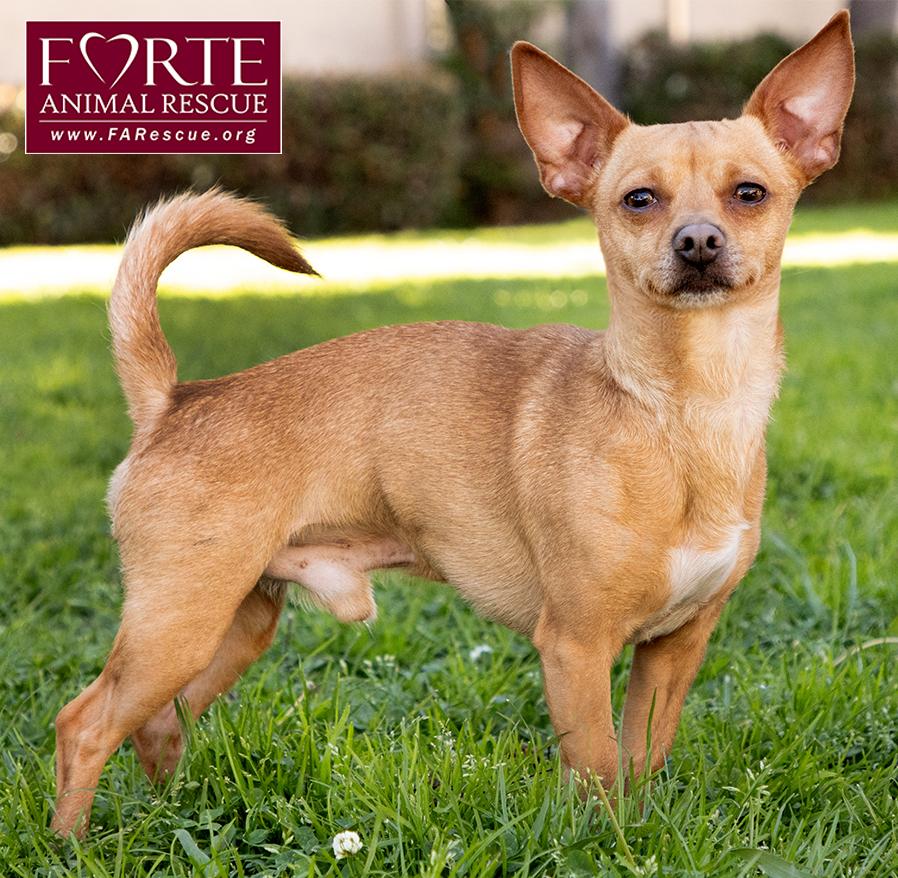 Enlarge Prince, a ADOPTABLE mixed breed in Marina Del Rey, CA image 3/6