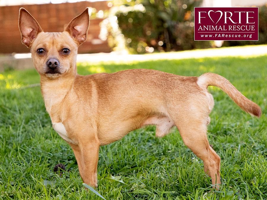 Enlarge Prince, a ADOPTABLE mixed breed in Marina Del Rey, CA image 6/6