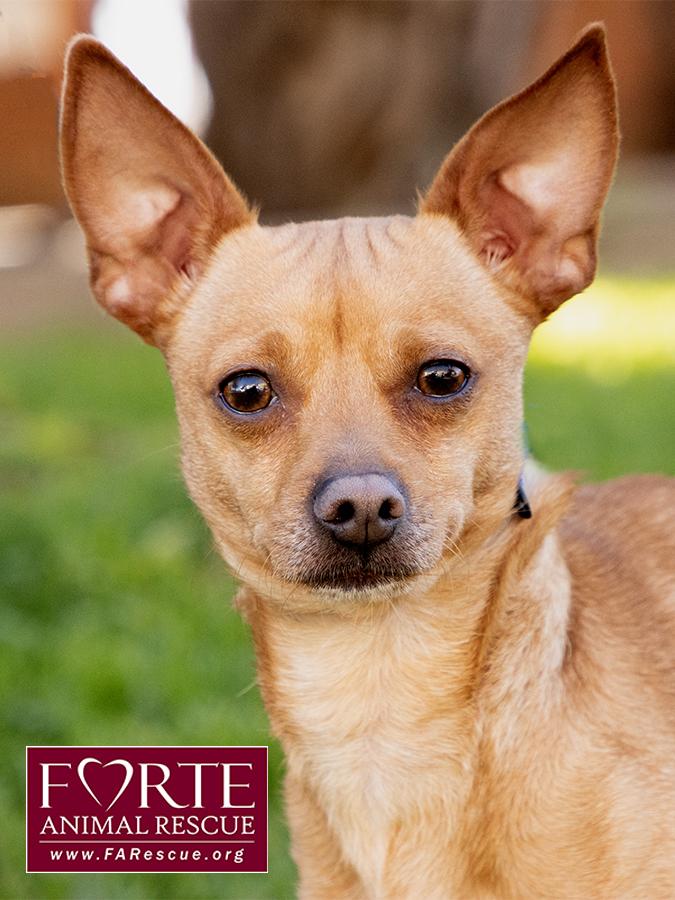 Prince, ADOPTABLE, Young Male Chihuahua.