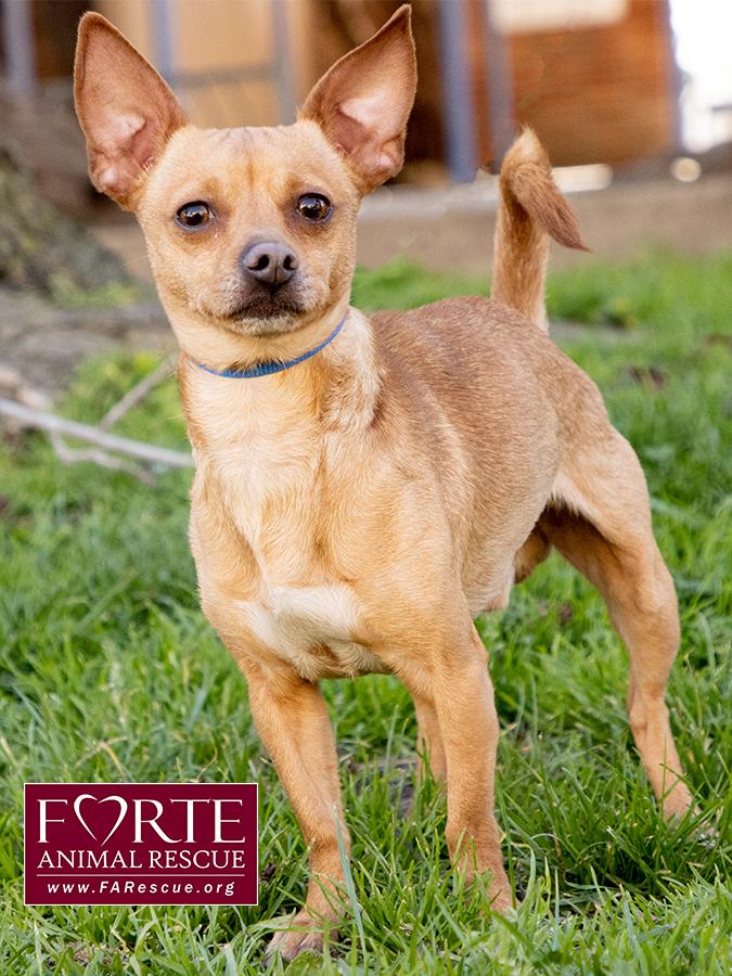 Enlarge Prince, a ADOPTABLE mixed breed in Marina Del Rey, CA image 2/6