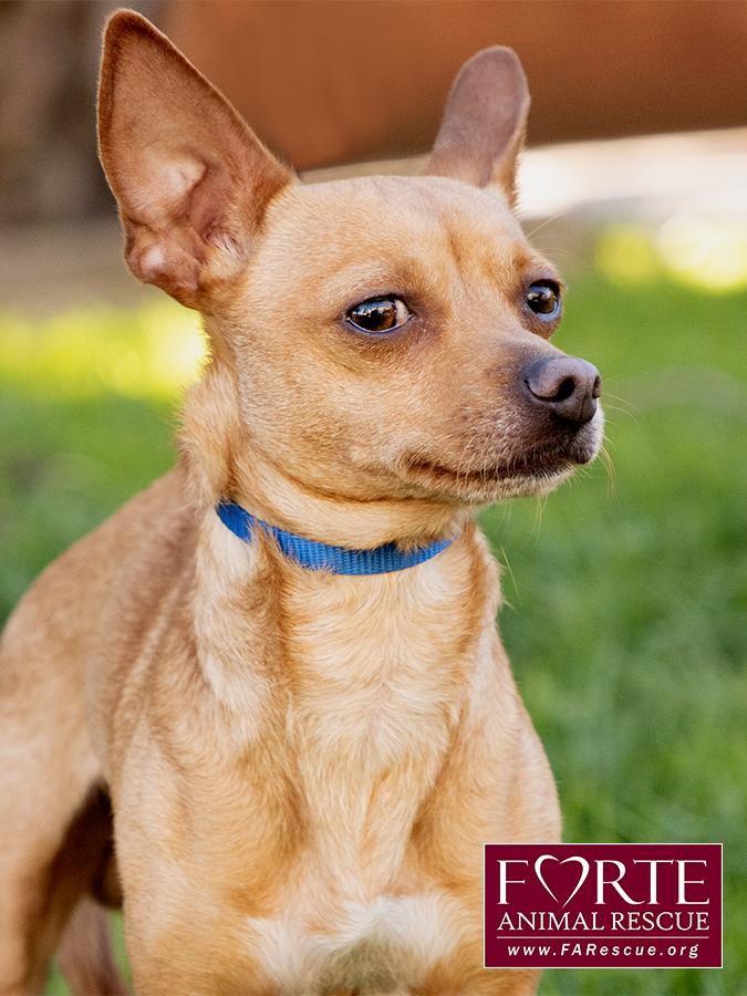Enlarge Prince, a ADOPTABLE mixed breed in Marina Del Rey, CA image 4/6