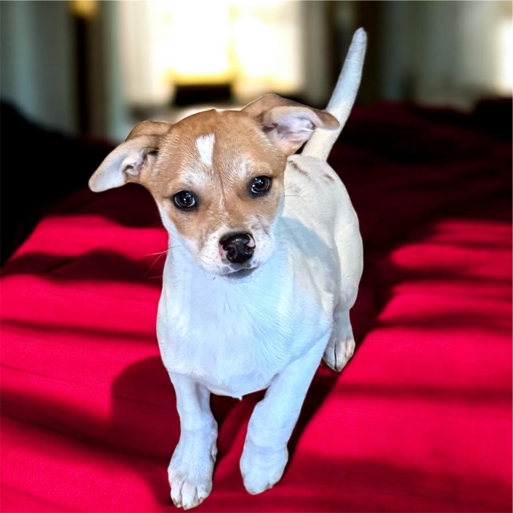 Enlarge Nino, a ADOPTABLE mixed breed in South Saint Paul, MN image 1/4