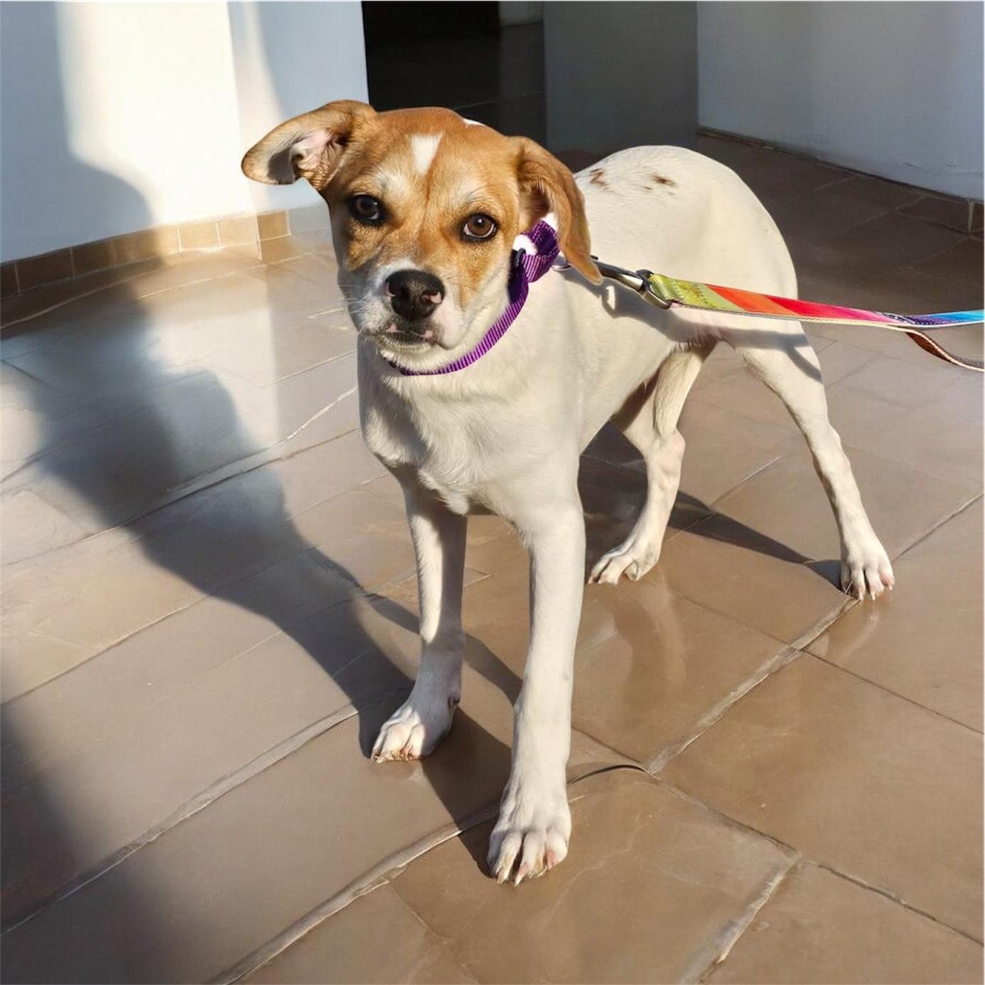 Enlarge Nino, an adoptable mixed breed in South Saint Paul, MN image 5/6