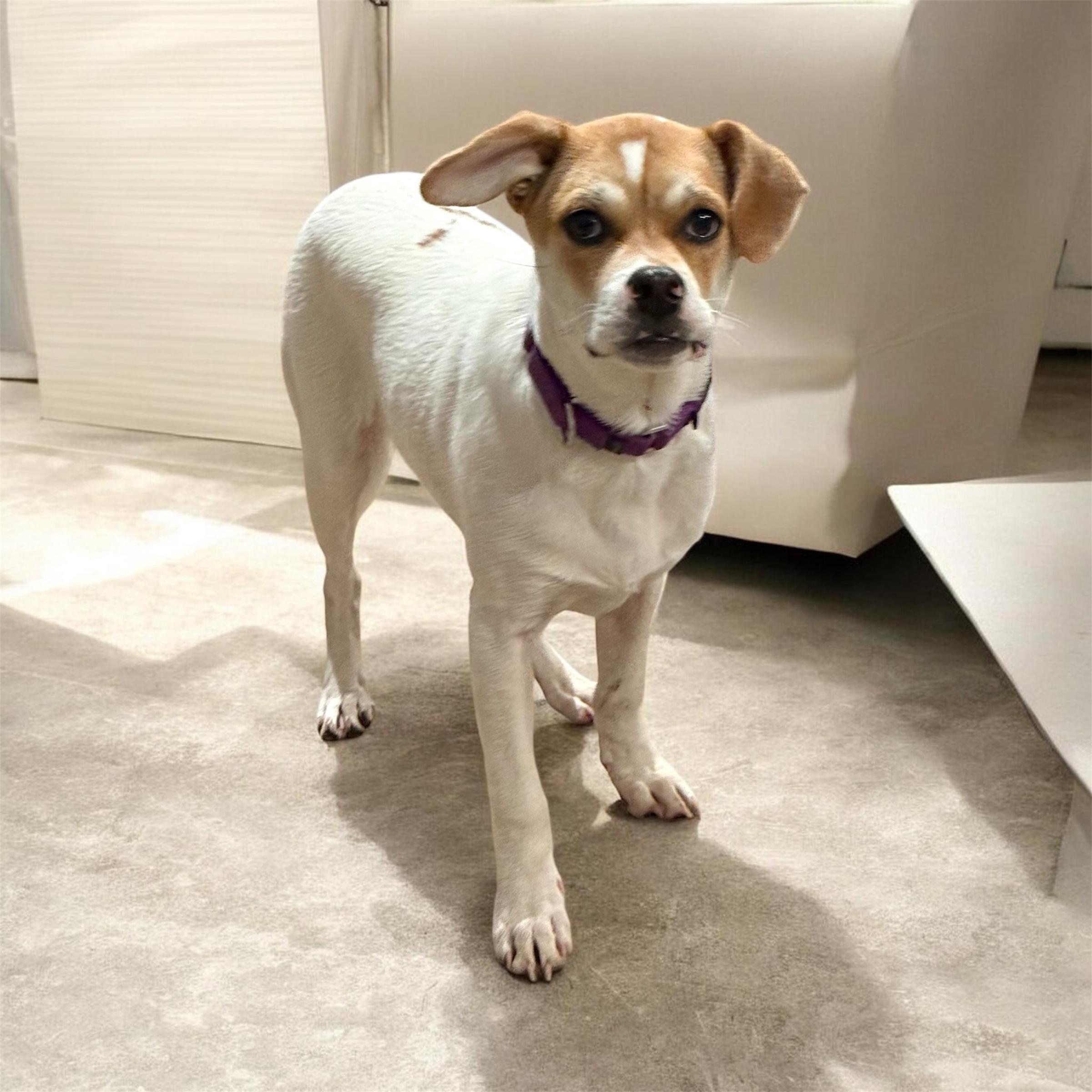 Nino, adoptable, Puppy Male Jack Russell Terrier & Beagle.