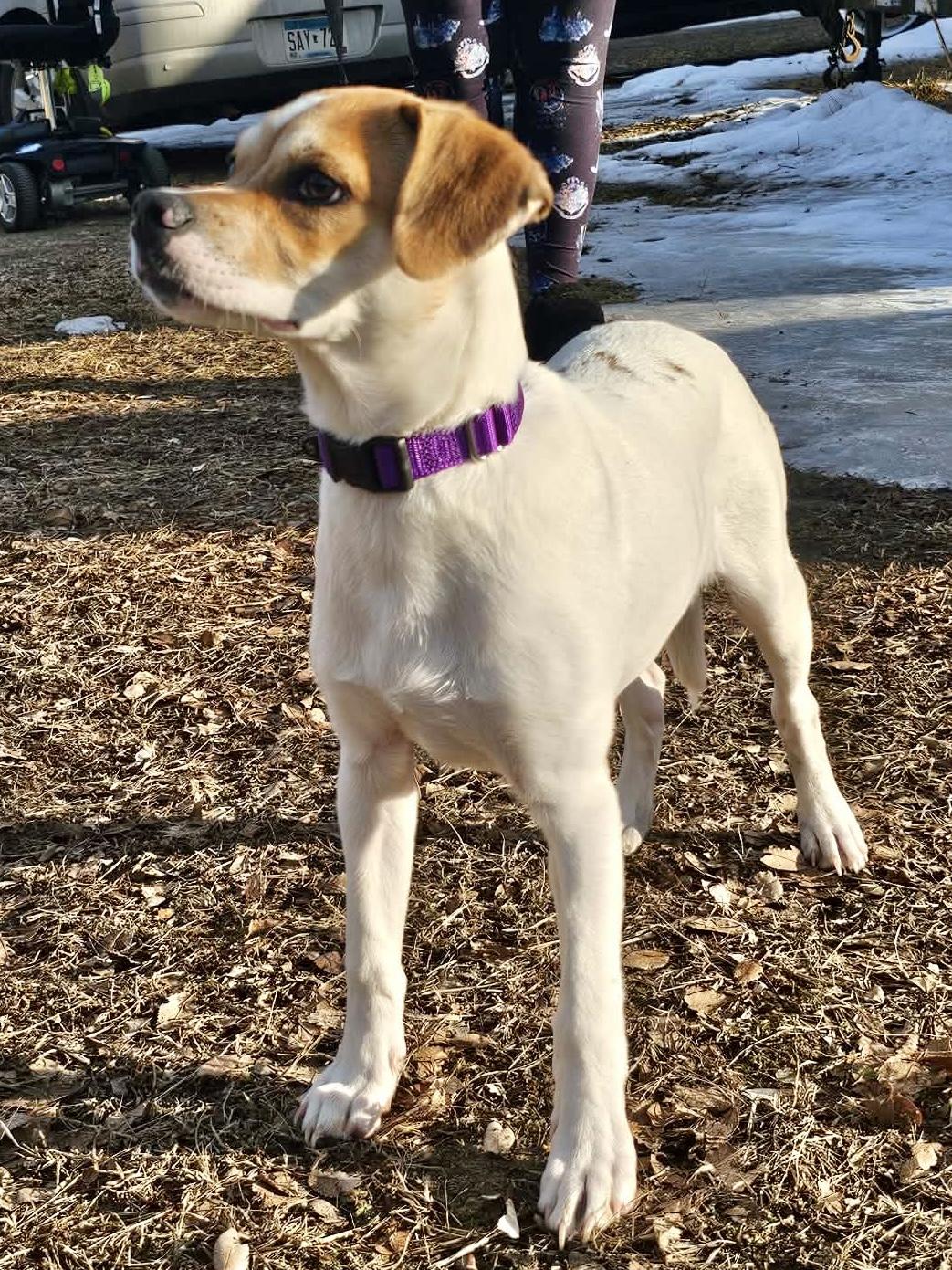 Enlarge Nino, an adoptable mixed breed in South Saint Paul, MN image 6/6