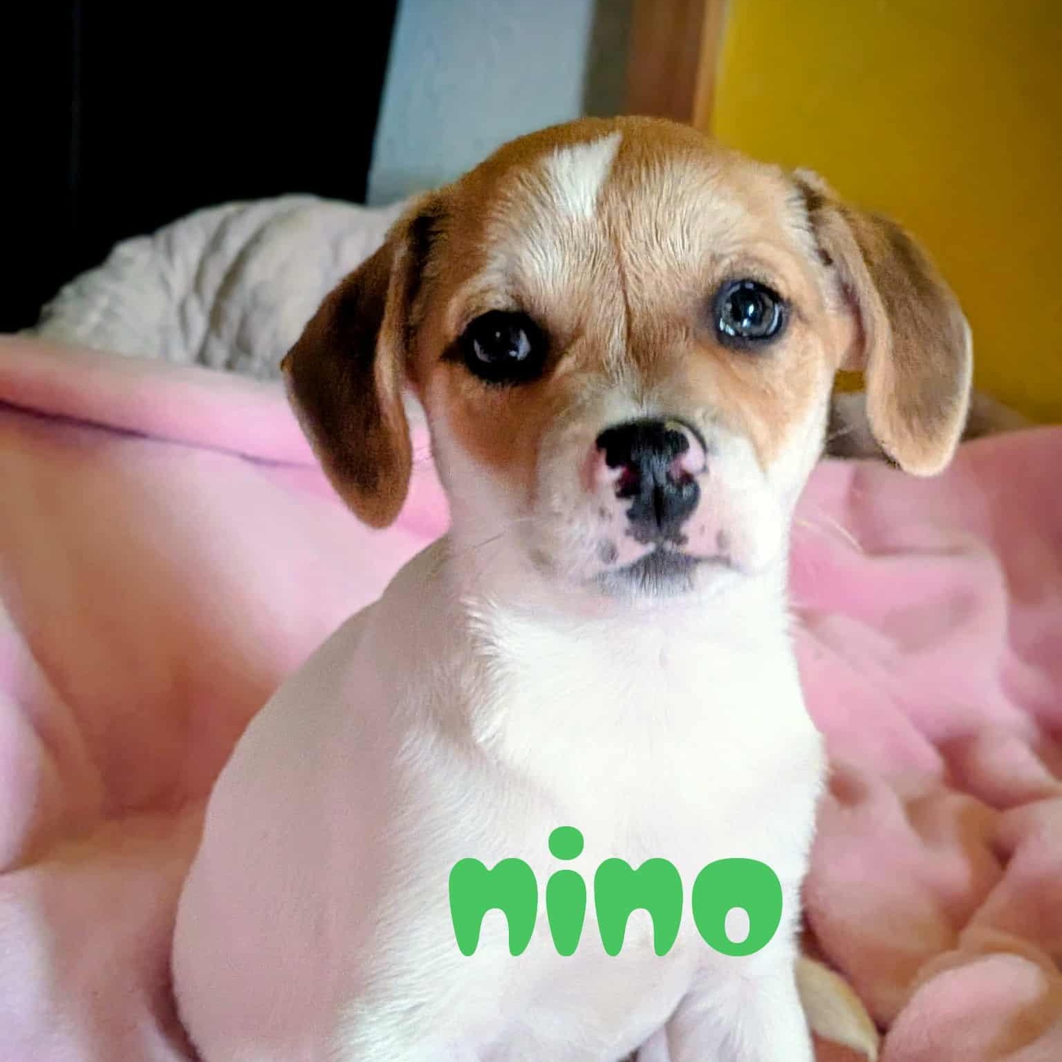 Enlarge Nino, a ADOPTABLE mixed breed in South Saint Paul, MN image 2/4
